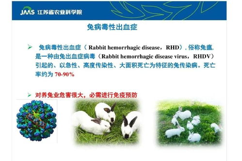 新型兔瘟2型研究進(jìn)展 農(nóng)業(yè)科學(xué)研究的挑戰(zhàn)與突破